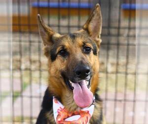 German Shepherd Dog-Unknown Mix Dogs for adoption in San Antonio, TX, USA