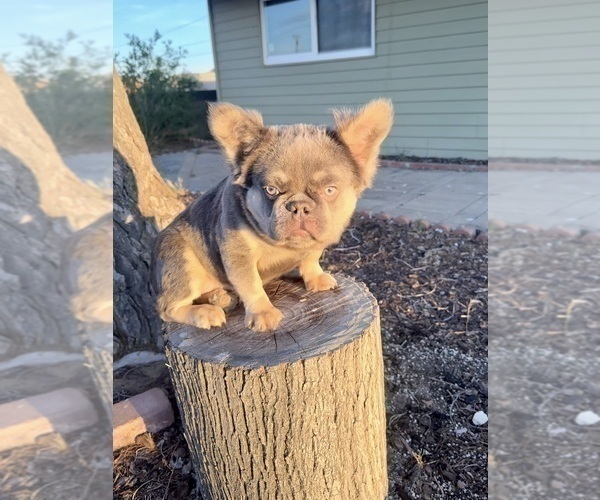 Medium Photo #11 French Bulldog Puppy For Sale in SAN JOSE, CA, USA