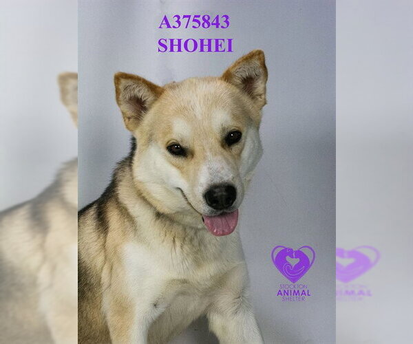Medium Photo #2 Siberian Husky Puppy For Sale in Stockton, CA, USA