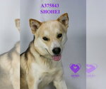 Small #1 Siberian Husky