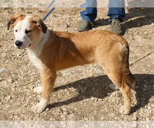 Barron - Male Great Pyrenees-Mastiff Mix Dog for Adoption - Photo #2