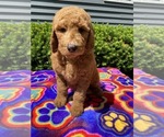 Small Photo #5 Goldendoodle-Poodle (Standard) Mix Puppy For Sale in RICHMOND, IL, USA
