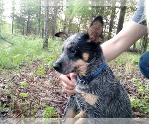 Australian Cattle Dog Puppy for sale in EFLAND, NC, USA