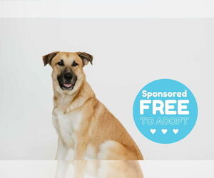 Anatolian Shepherd-Unknown Mix Dogs for adoption in Chestertown, MD, USA