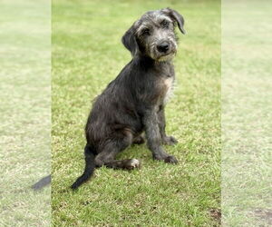 Retriever -Unknown Mix Dogs for adoption in PIPE CREEK, TX, USA