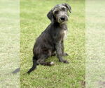 Small Retriever  Mix