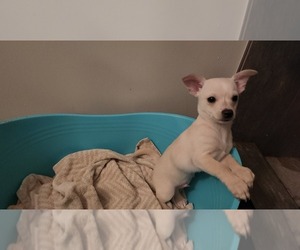 Chihuahua Puppy for sale in MARIETTA, GA, USA
