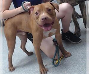 American Pit Bull Terrier Dogs for adoption in Pasadena, TX, USA