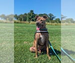 Small #10 American Pit Bull Terrier Mix