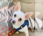 Lola ADOPTED! - Female Chihuahua-Unknown Mix Dog for Adoption - Small photo