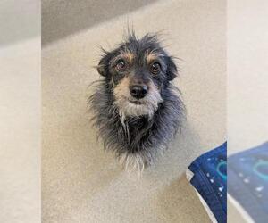 Mutt Dogs for adoption in San Martin, CA, USA