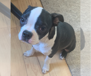 Boston Terrier Puppy for sale in VANCOUVER, WA, USA