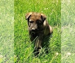 Small #16 German Shepherd Dog