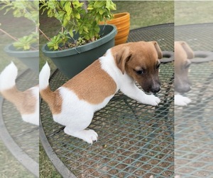 Jack Russell Terrier Puppy for sale in NASHVILLE, NC, USA