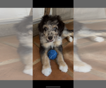 Small Photo #7 Aussiedoodle Puppy For Sale in LONGWOOD, FL, USA