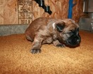 Small Photo #1 Soft Coated Wheaten Terrier Puppy For Sale in CHARLES CITY, IA, USA