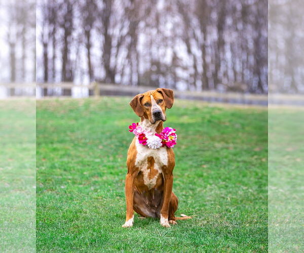Medium Photo #4 Coonhound-Unknown Mix Puppy For Sale in Unionville, PA, USA