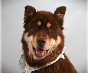 Sharberian Husky Dogs for adoption in Fort Collins, CO, USA