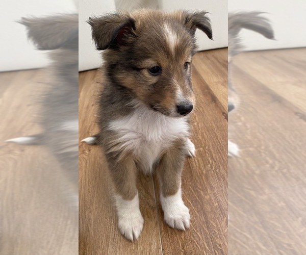 Medium Photo #10 Shetland Sheepdog Puppy For Sale in CHESAPEAKE, VA, USA