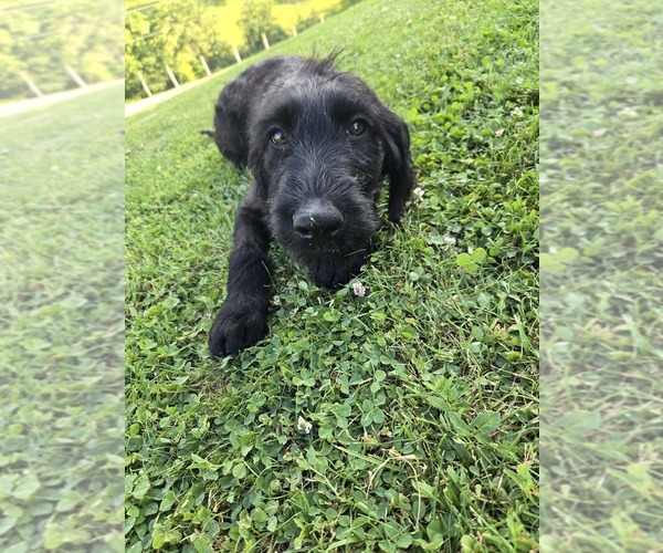 Medium Photo #1 Labradoodle Puppy For Sale in WILLIAMSTOWN, KY, USA