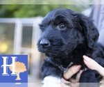 Puppy 5 Australian Shepherd-Poogle Mix