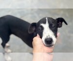 Small Photo #1 Unknown-Whippet Mix Puppy For Sale in Jefferson, NJ, USA