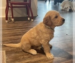 Small Photo #11 Goldendoodle Puppy For Sale in BIRCHWOOD, TN, USA