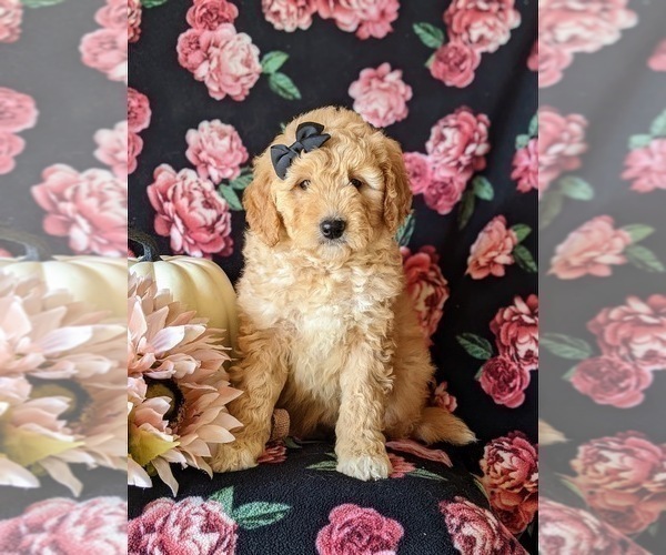 Medium Photo #2 Goldendoodle Puppy For Sale in PEACH BOTTOM, PA, USA