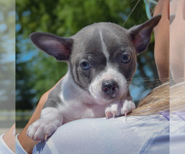 Medium Photo #5 Jack-Rat Terrier Puppy For Sale in Huntley, IL, USA