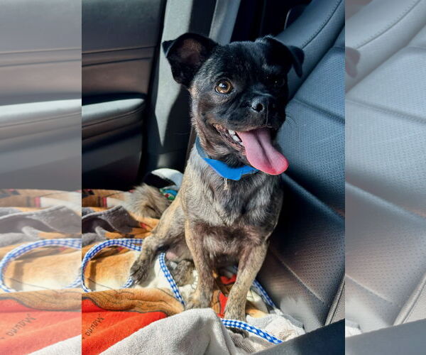 Medium Photo #3 Pug Puppy For Sale in Newport Beach, CA, USA