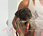Puppy Puppy 2 Belgian Malinois-Boerboel Mix