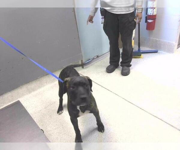 Medium Photo #1 American Staffordshire Terrier Puppy For Sale in Tallahassee, FL, USA