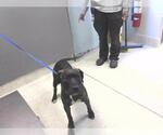 Small American Staffordshire Terrier