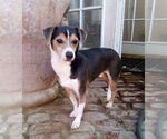 Small #6 Beagle Mix