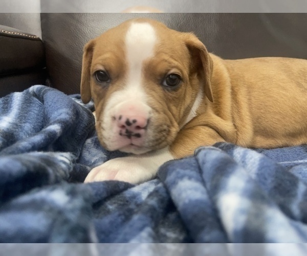 Medium Photo #35 American Bully Puppy For Sale in REESEVILLE, WI, USA