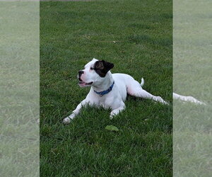 Max Love (Chester) - Male Boxer-Unknown Mix Dog for Adoption - Photo #4