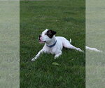 Small Photo #4 Boxer-Unknown Mix Puppy For Sale in Aurora, IN, USA
