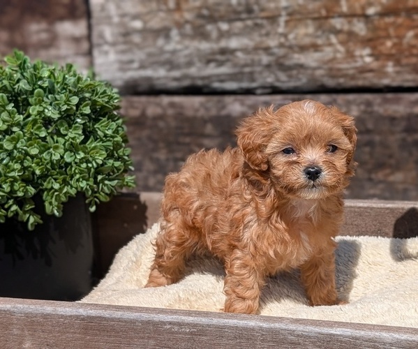 Medium Photo #9 Cavapoo (Miniature) Puppy For Sale in GOSHEN, IN, USA