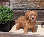 Small #8 Cavapoo (Miniature)
