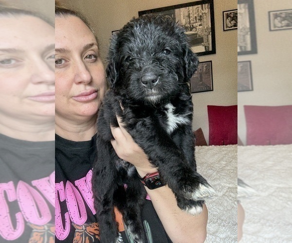 Medium Photo #28 Bernedoodle Puppy For Sale in BELMONT, NC, USA