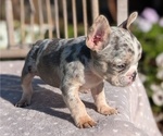 Small #6 French Bulldog