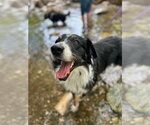 Small #2 Australian Shepherd Mix