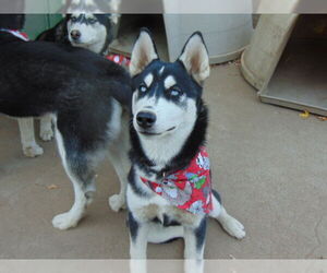 Myra - Female Siberian Husky Dog for Adoption - Photo #4