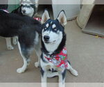 Small #3 Siberian Husky