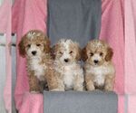 Small #1 Poodle (Miniature)