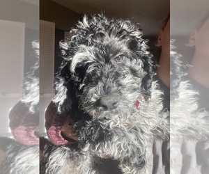 Labradoodle Puppy for sale in KNOX, IN, USA