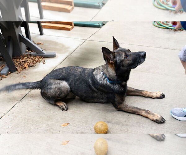 Medium Photo #6 German Shepherd Dog Puppy For Sale in Princeton, MN, USA