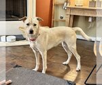 Small #5 Chow Chow-Labrador Retriever Mix