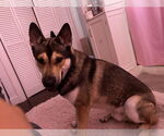 Small German Shepherd Dog-Huskies Mix