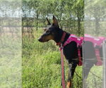 Small #12 Doberman Pinscher